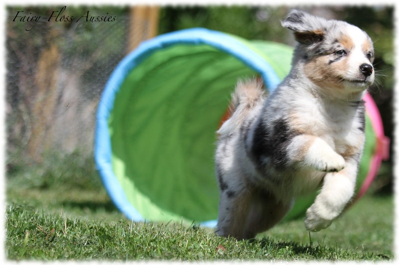 Mini Aussie Welpen - Mini Aussie Z&uuml;chter - Gesunde Mini Aussies