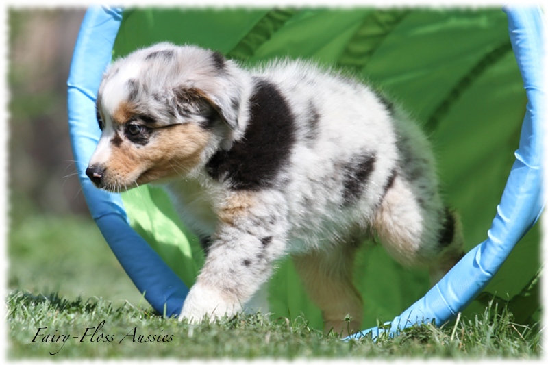 Mini Aussie Welpen - Mini Aussie Z&uuml;chter - Gesunde Mini Aussies