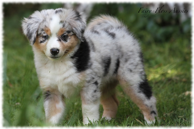 Mini Aussie Welpen - Mini Aussie Z&uuml;chter - Gesunde Mini Aussies