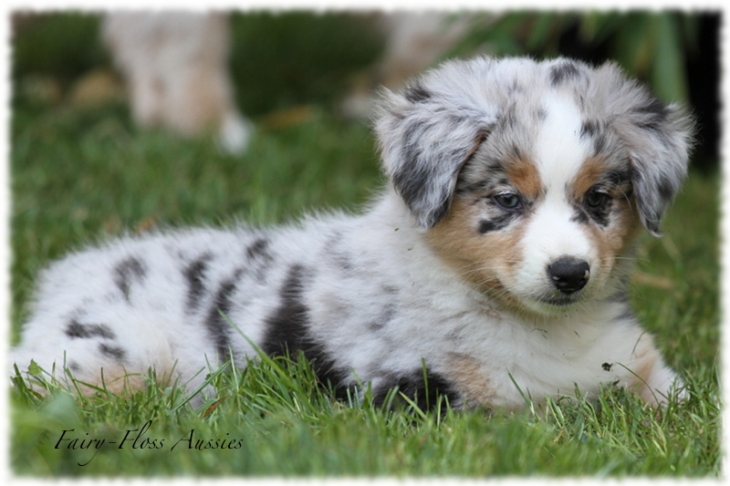 Mini Aussie Welpen - Mini Aussie Z&uuml;chter - Gesunde Mini Aussies