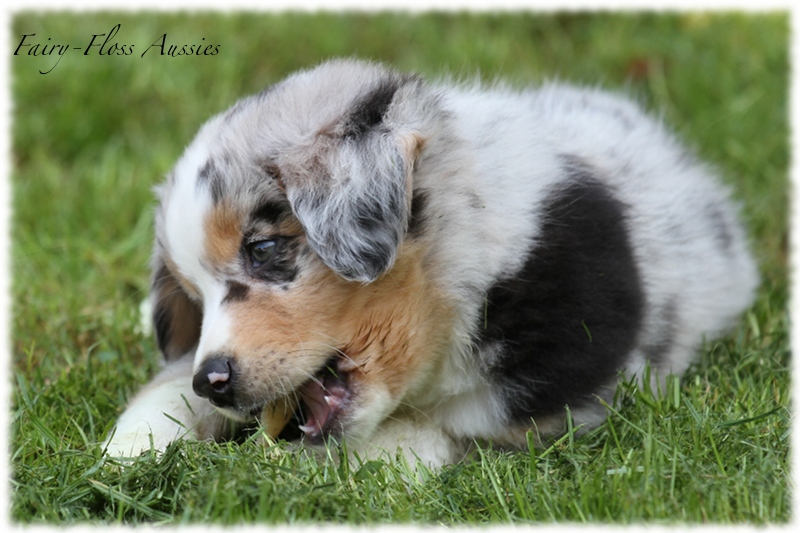 Mini Aussie Welpen - Mini Aussie Z&uuml;chter - Gesunde Mini Aussies