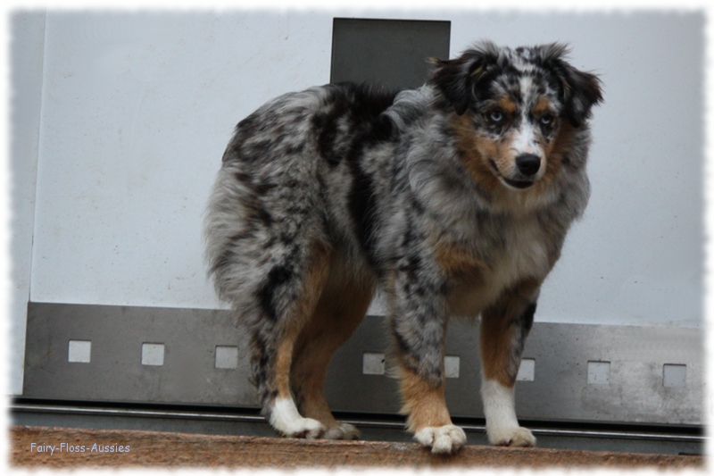Mini Aussie - Deckr&uuml;de - Blue Merle