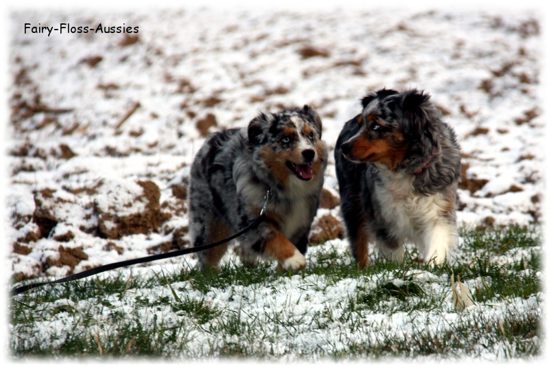 Mini Aussie - Deckr&uuml;de - Blue Merle