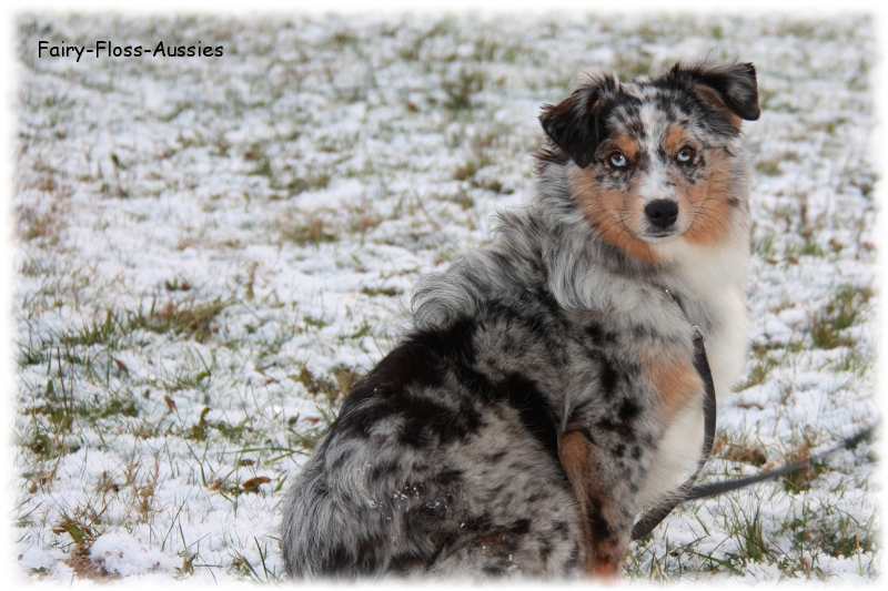 Mini Aussie - Deckr&uuml;de - Blue Merle