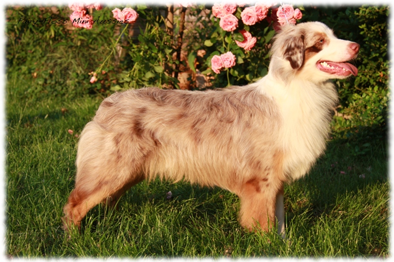 Red Merle Mini Aussie Deckr&uuml;de