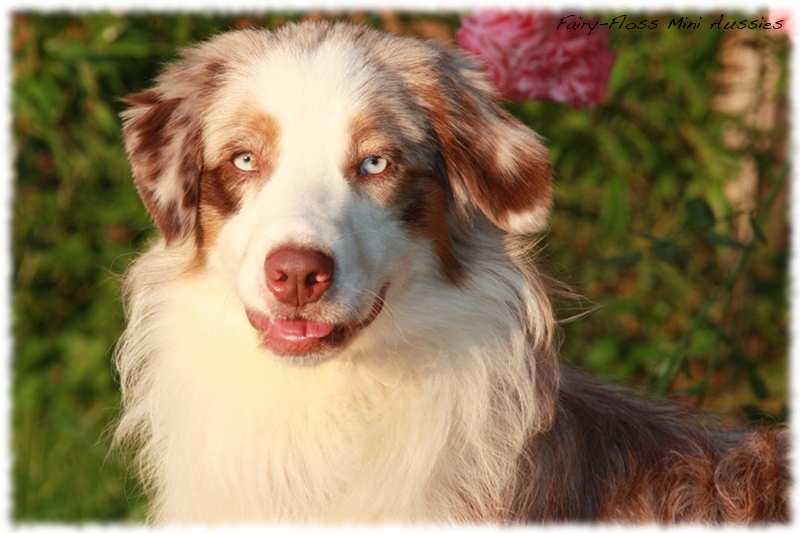 Red Merle Mini Aussie Deckr&uuml;de