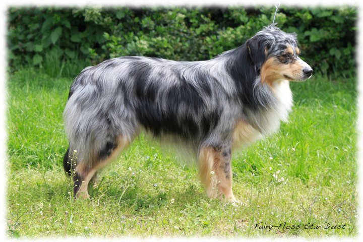 Red Merle Mini Aussie Deckrüde Red Merle Mini Aussie Deckrüde