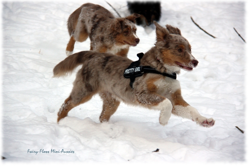 Mini Aussies in Aktion