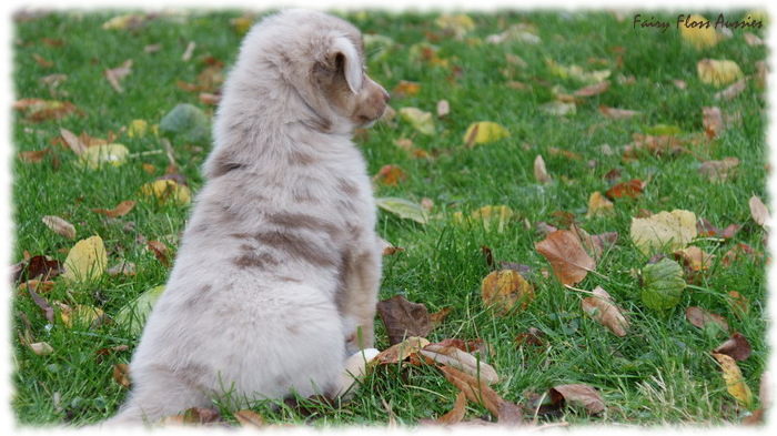Mini Aussie Welpen