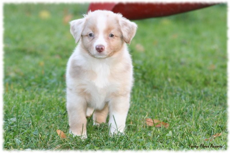 Mini Aussie Welpen