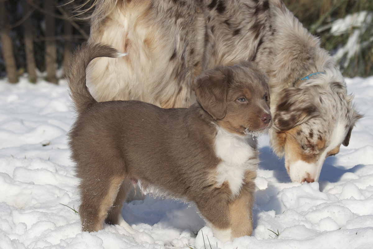 Blue Dilute / Red Dilute Mini Aussie Fairy Floss - Dilute
