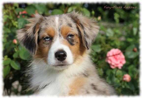Blue Merle Mini Aussie - Deckr&uuml;de
