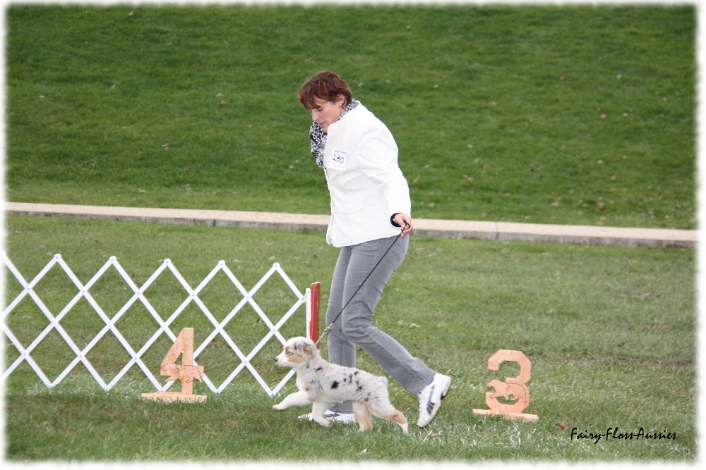 Mini Aussie Nationals