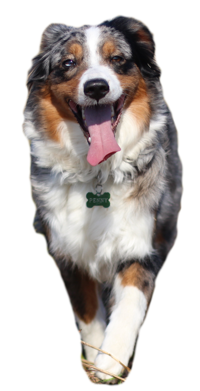 blue merle Mini Aussie