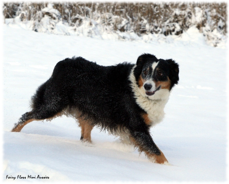 P&uuml;nktchen im Dezember 2008
