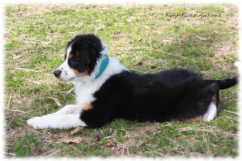 Mini Aussie Welpen auf dem Bauernhof