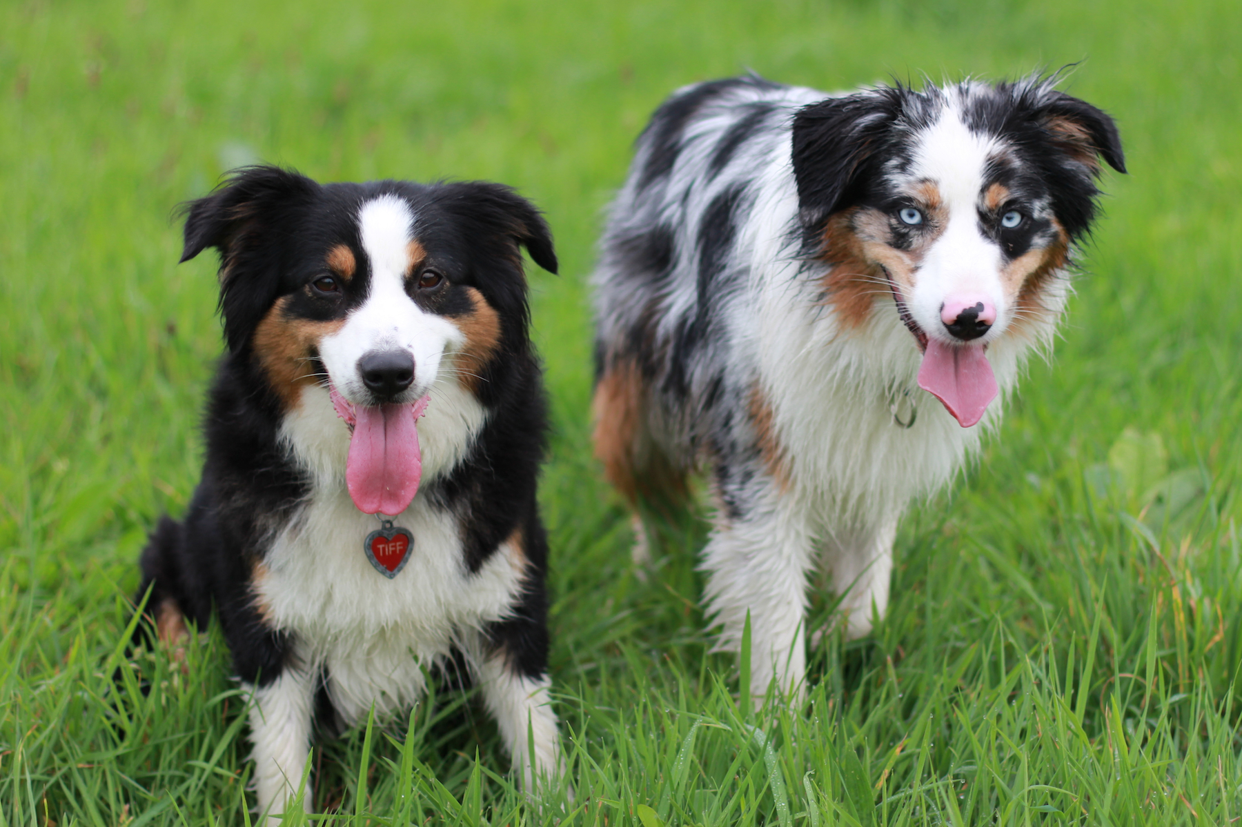Mini Aussie Welpen - Mini Aussie Z&uuml;chter - Gesunde Mini Aussies