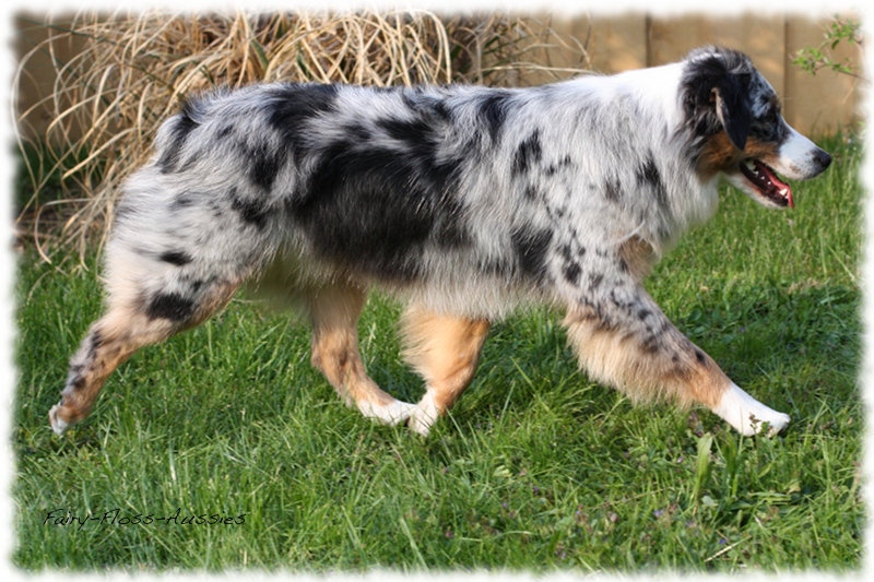 Blue Merle Mini Aussie H&uuml;ndin