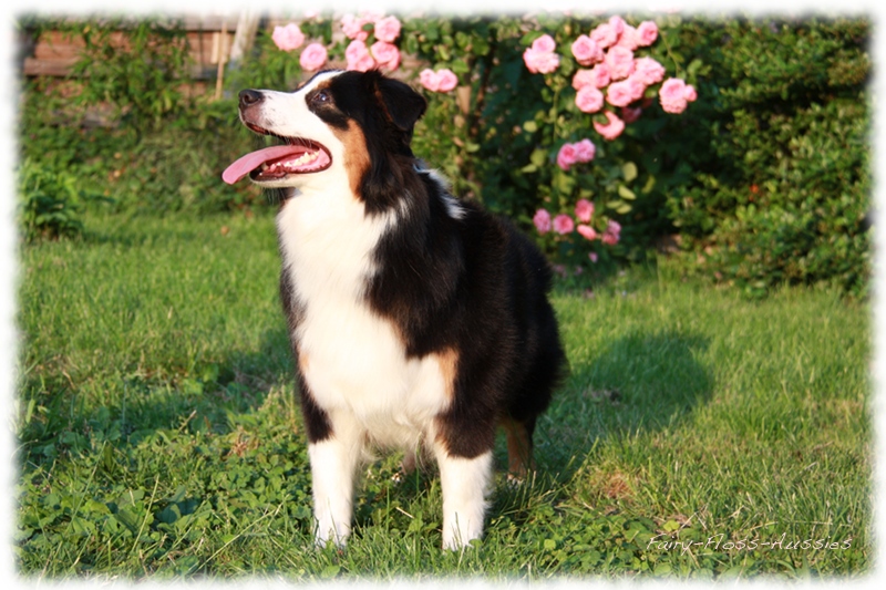 Black Tri Mini Aussie H&uuml;ndin