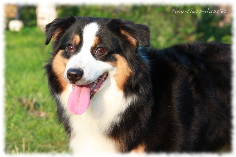 Black Tri Mini Aussie H&uuml;ndin