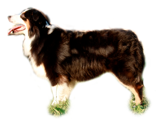 black tri Mini Aussie