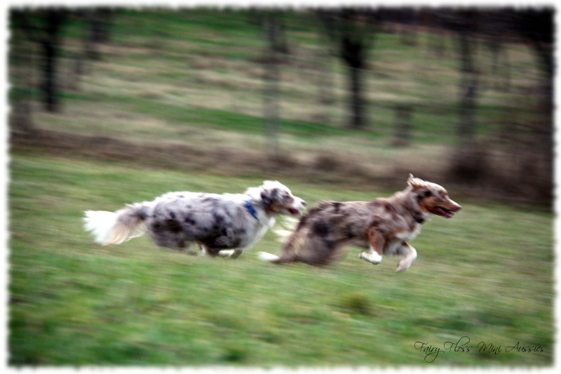 Red Merle Mini Aussies beim Spielen