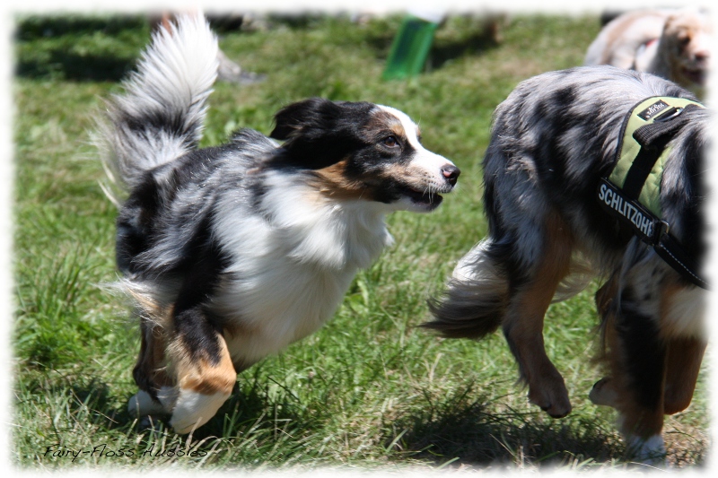 Mini Aussie Welpen -   Mini Aussie Z&uuml;chter - Gesunde Mini      Aussies