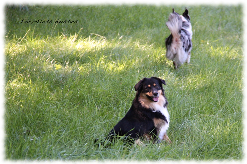 Mini Aussie Welpen -   Mini Aussie Z&uuml;chter - Gesunde Mini      Aussies