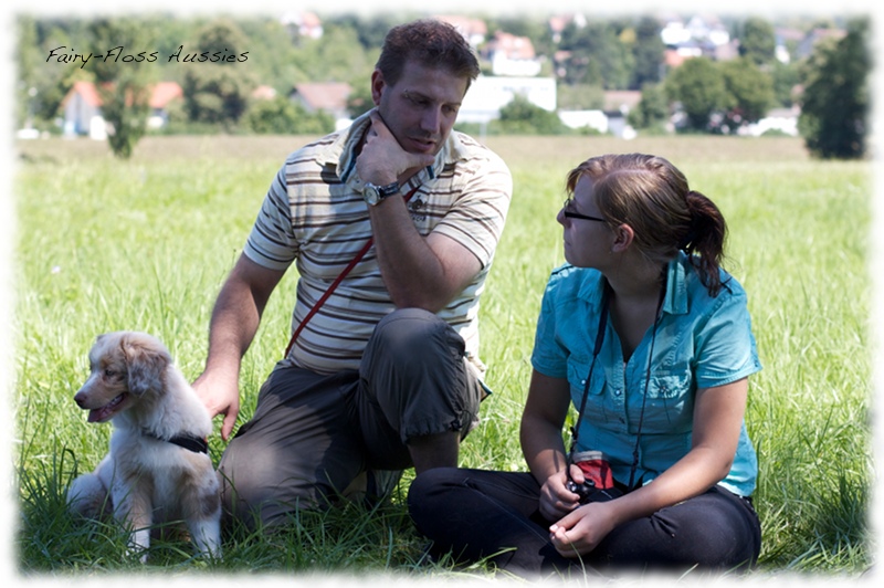 Mini Aussie Welpen -   Mini Aussie Z&uuml;chter - Gesunde Mini        Aussies