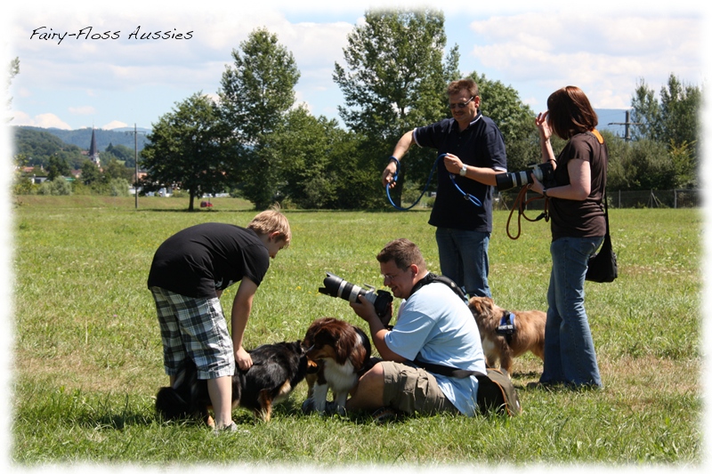 Mini Aussie Welpen -   Mini Aussie Z&uuml;chter - Gesunde Mini    Aussies