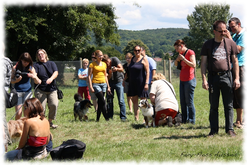 Mini Aussie Welpen -   Mini Aussie Z&uuml;chter - Gesunde Mini     Aussies