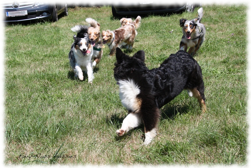 Mini Aussie Welpen -   Mini Aussie Z&uuml;chter - Gesunde Mini     Aussies