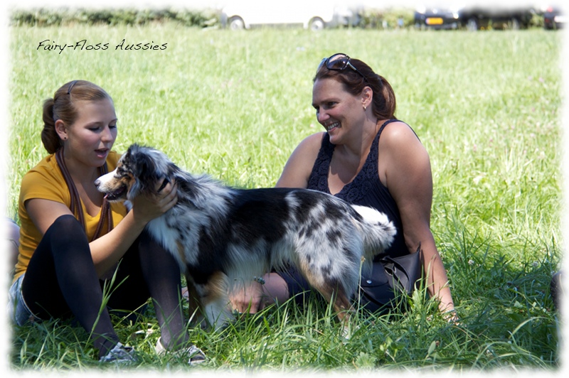 Mini Aussie Welpen -   Mini Aussie Z&uuml;chter - Gesunde Mini     Aussies