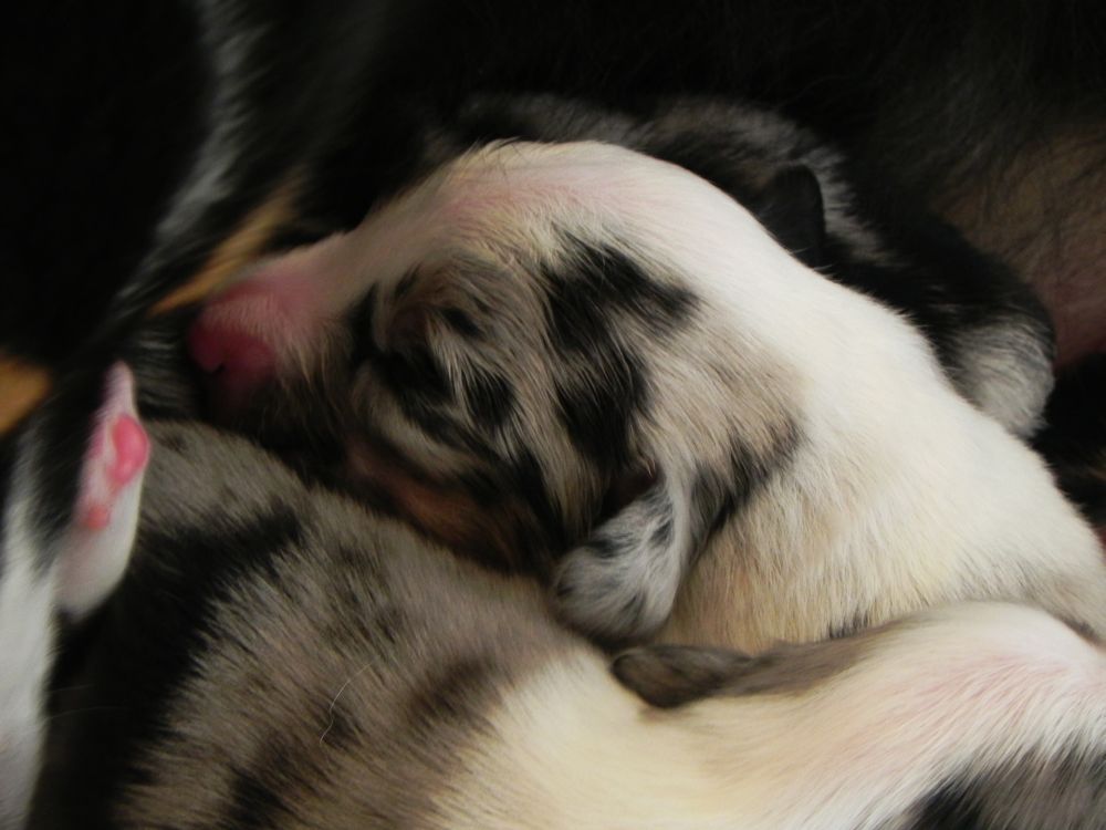 Mini Aussie Welpen - Mini Aussie Z&uuml;chter - Gesunde Mini Aussies