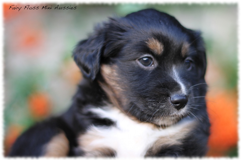 Mini Aussie Welpen - Mini Aussie Z&uuml;chter - Gesunde Mini Aussies