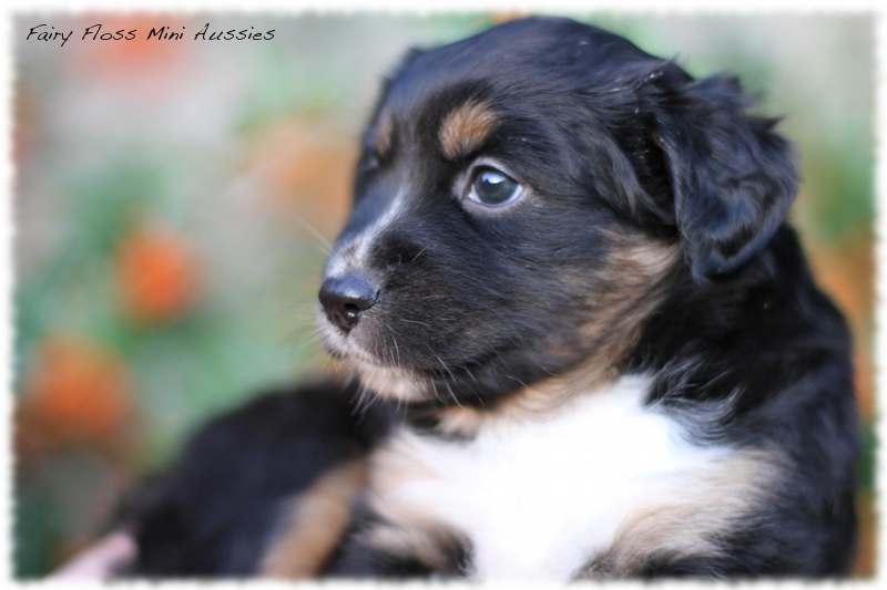 Mini Aussie Welpen - Mini Aussie Z&uuml;chter - Gesunde Mini Aussies