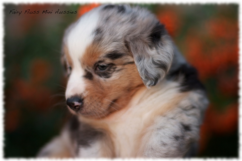 Mini Aussie Welpen - Mini Aussie Z&uuml;chter - Gesunde Mini Aussies