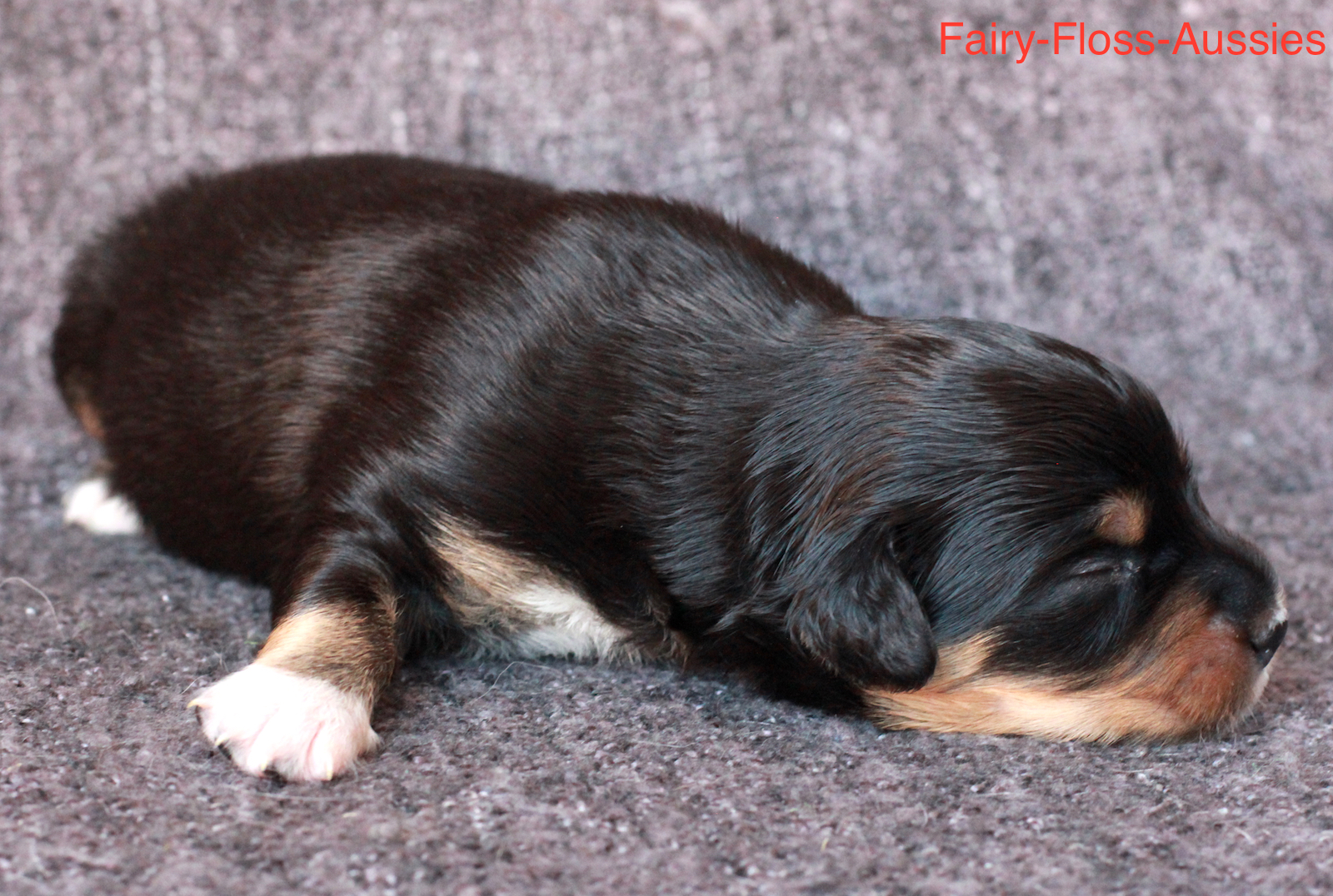 Mini Aussie Welpen - Miniature Australian Shepherd Züchter Mini Aussie Welpen