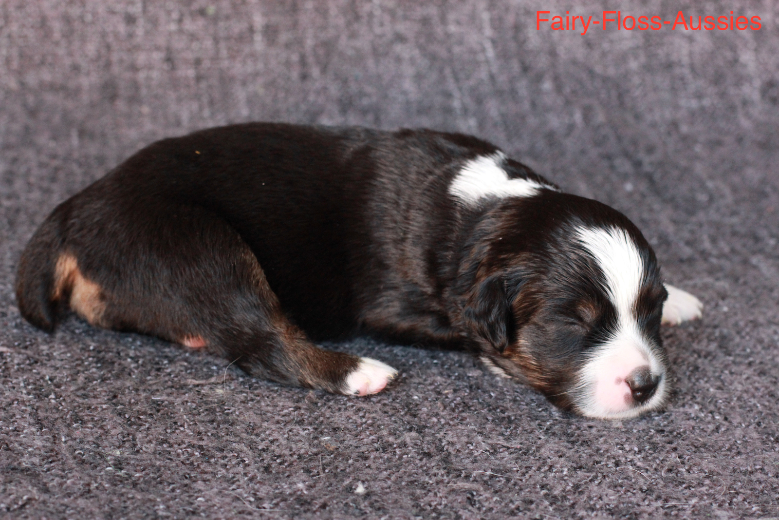 Mini Aussie Welpen - Miniature Australian Shepherd Züchter Mini Aussie Welpen