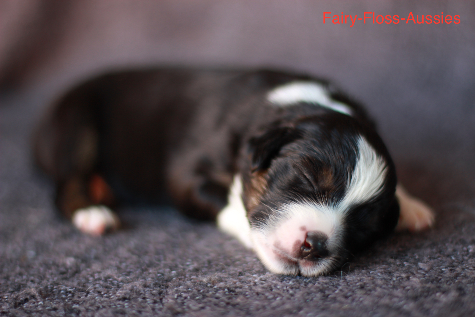 Mini Aussie Welpen - Miniature Australian Shepherd Züchter Mini Aussie Welpen