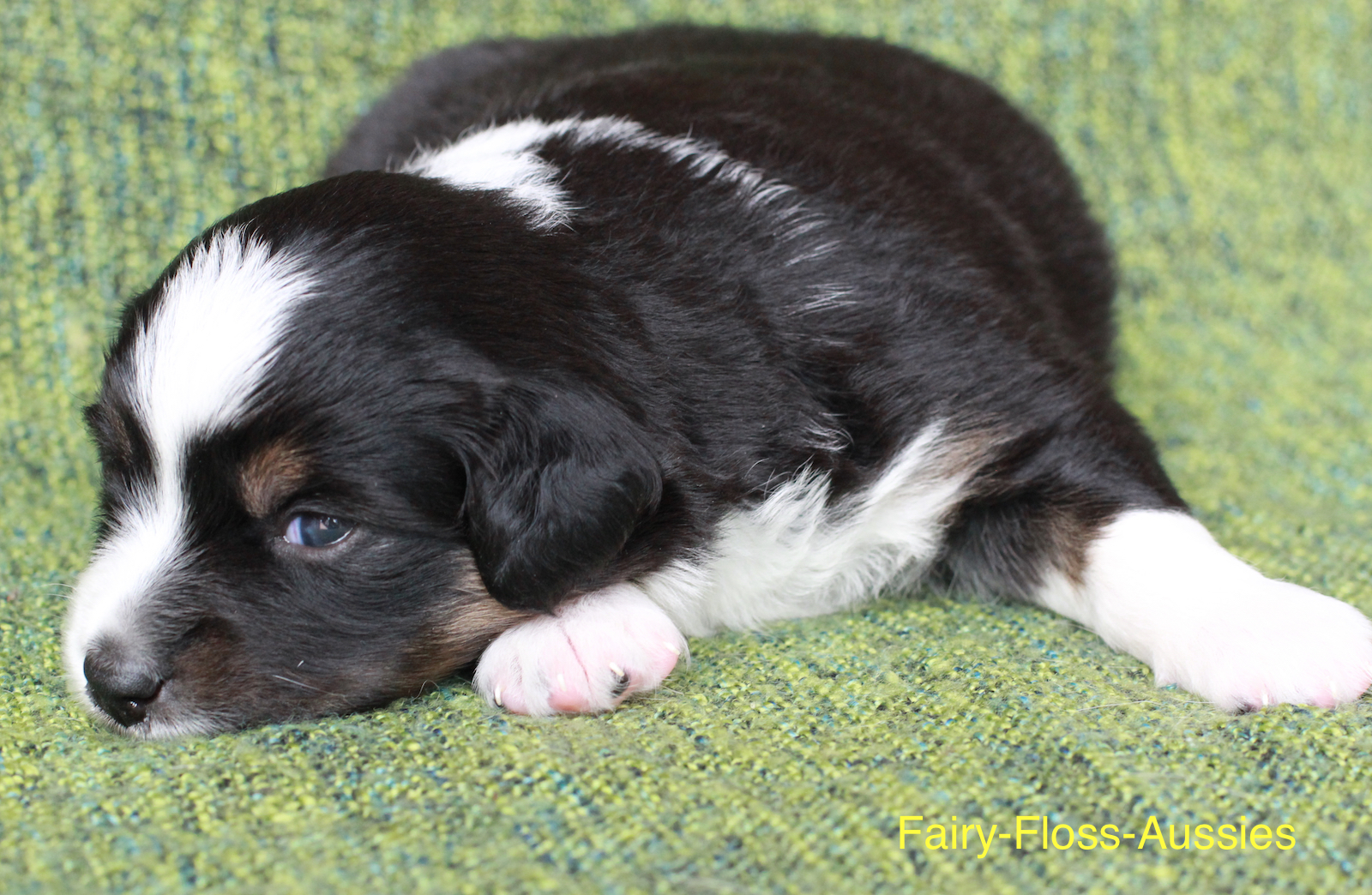 Mini Aussie Welpen - Miniature Australian Shepherd Züchter Mini Aussie Welpen