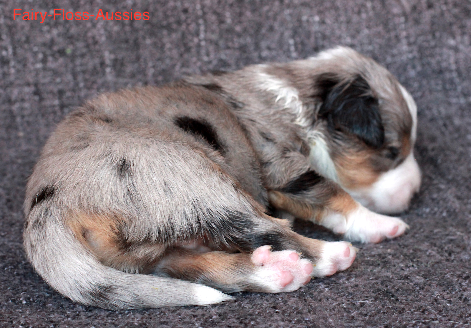 Mini Aussie Welpen - Miniature Australian Shepherd Züchter Mini Aussie Welpen