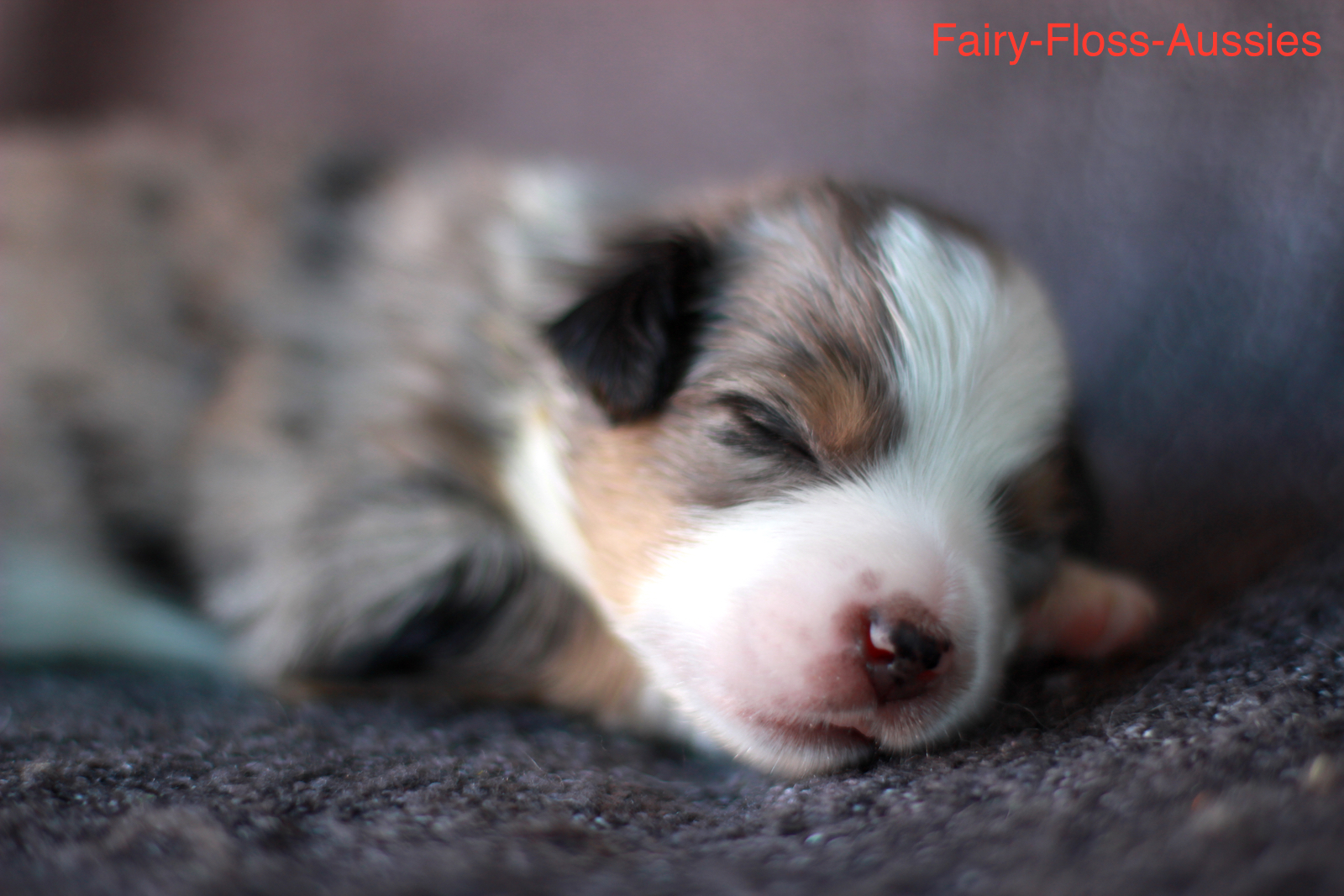 Mini Aussie Welpen - Miniature Australian Shepherd Züchter Mini Aussie Welpen