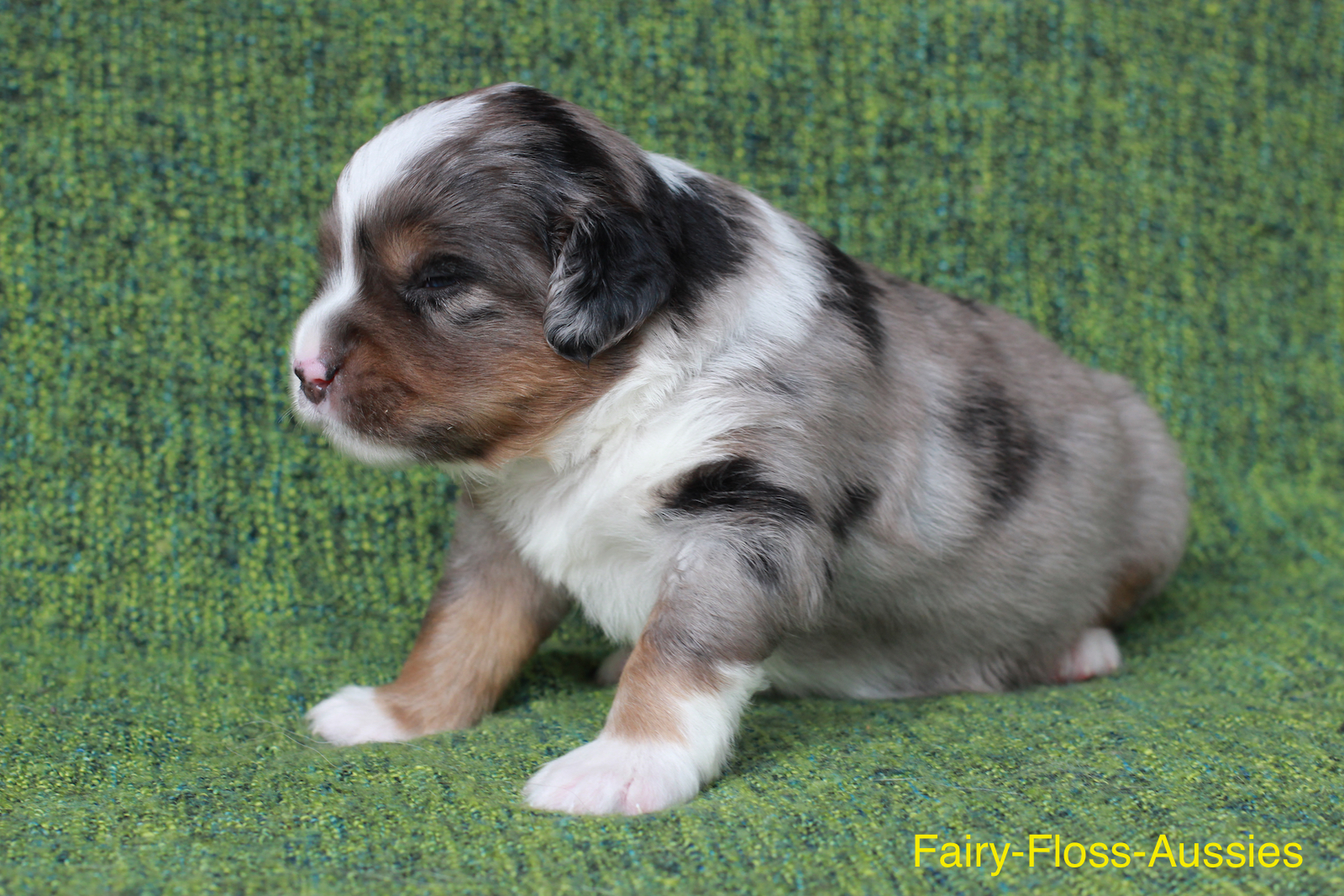 Mini Aussie Welpen - Miniature Australian Shepherd Züchter Mini Aussie Welpen