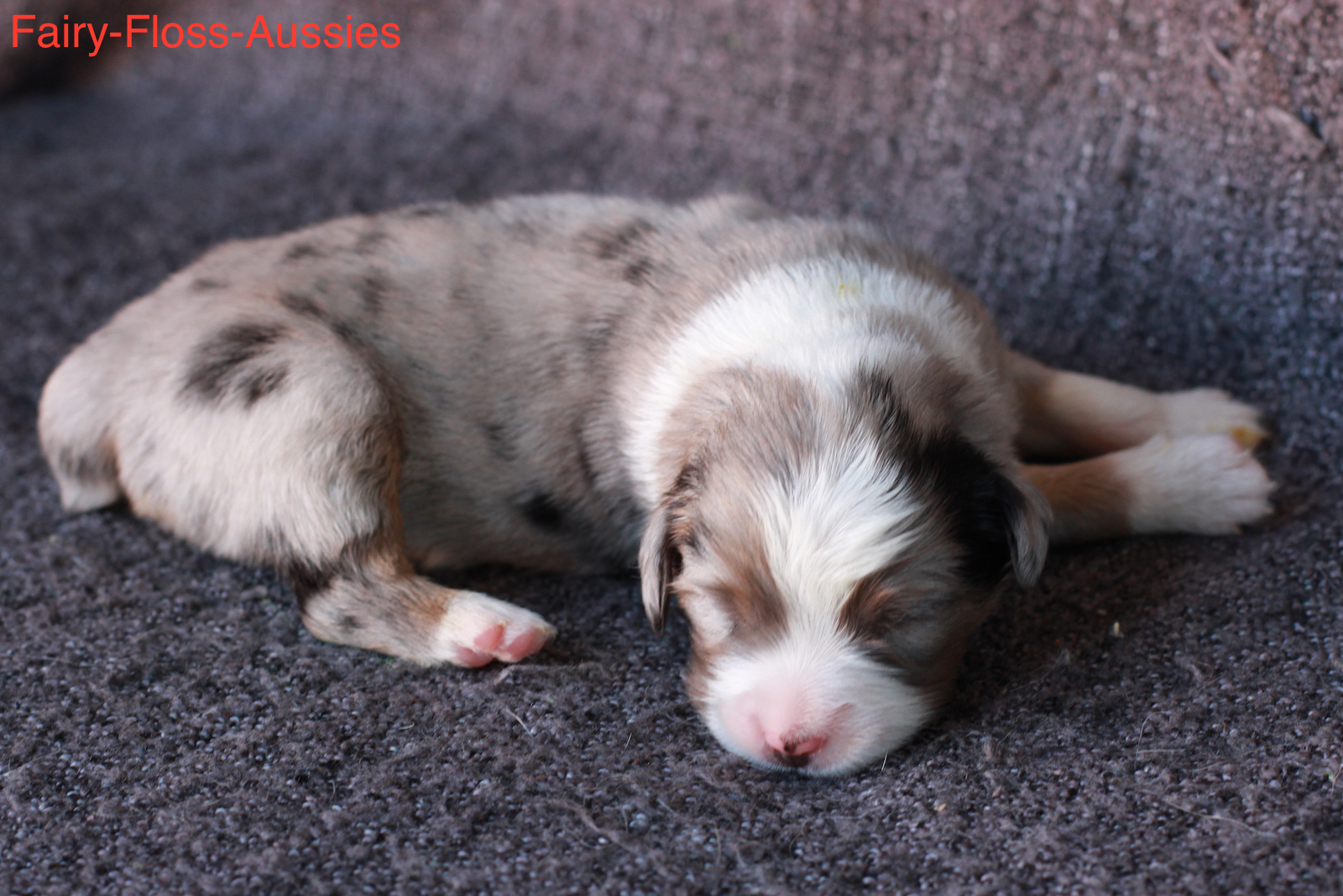 Mini Aussie Welpen - Miniature Australian Shepherd Züchter Mini Aussie Welpen