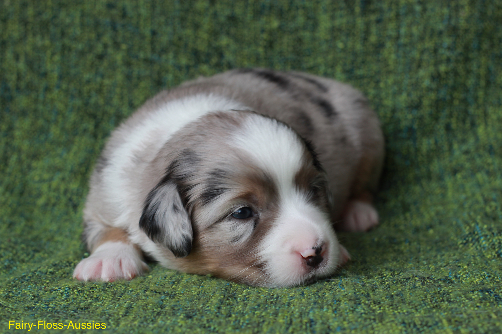 Mini Aussie Welpen - Miniature Australian Shepherd Züchter Mini Aussie Welpen