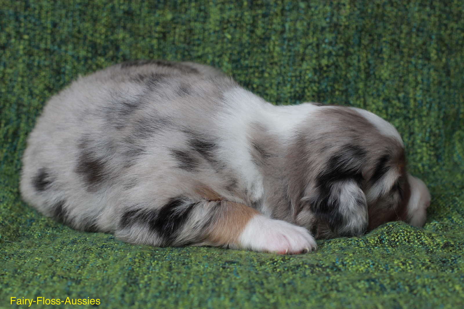 Mini Aussie Welpen - Miniature Australian Shepherd Züchter Mini Aussie Welpen