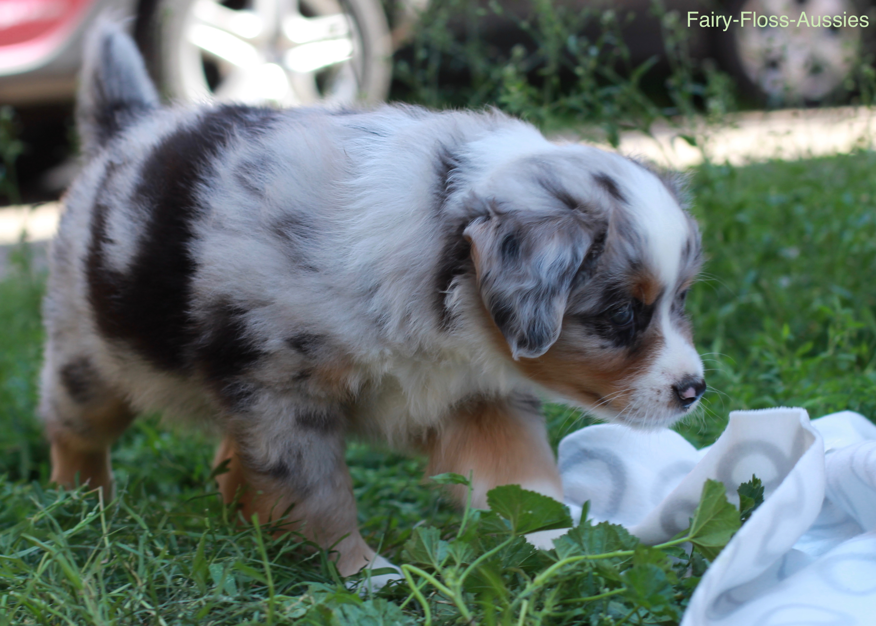 Mini Aussie Welpen - Miniature Australian Shepherd Züchter Mini Aussie Welpen