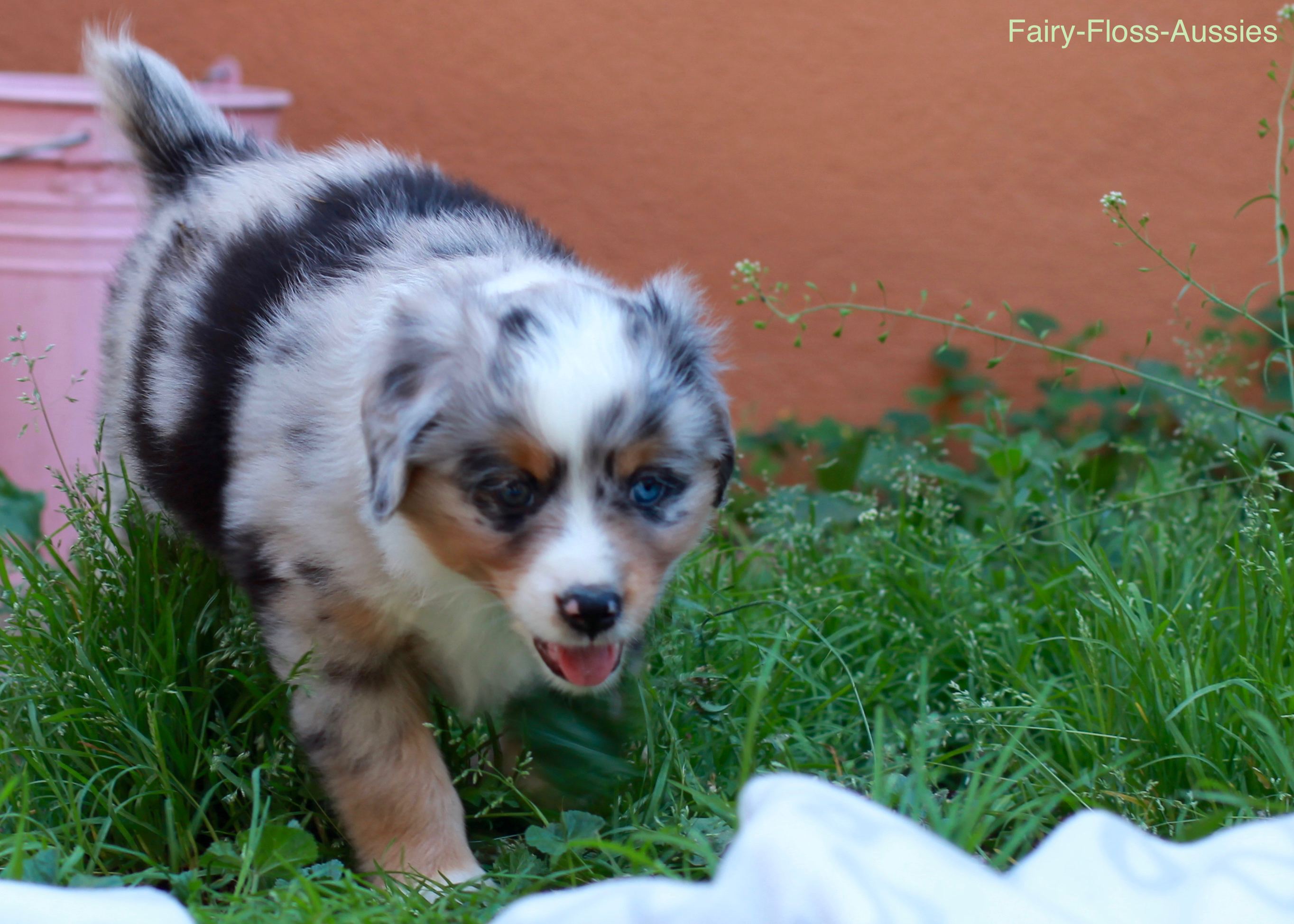 Mini Aussie Welpen - Miniature Australian Shepherd Züchter Mini Aussie Welpen