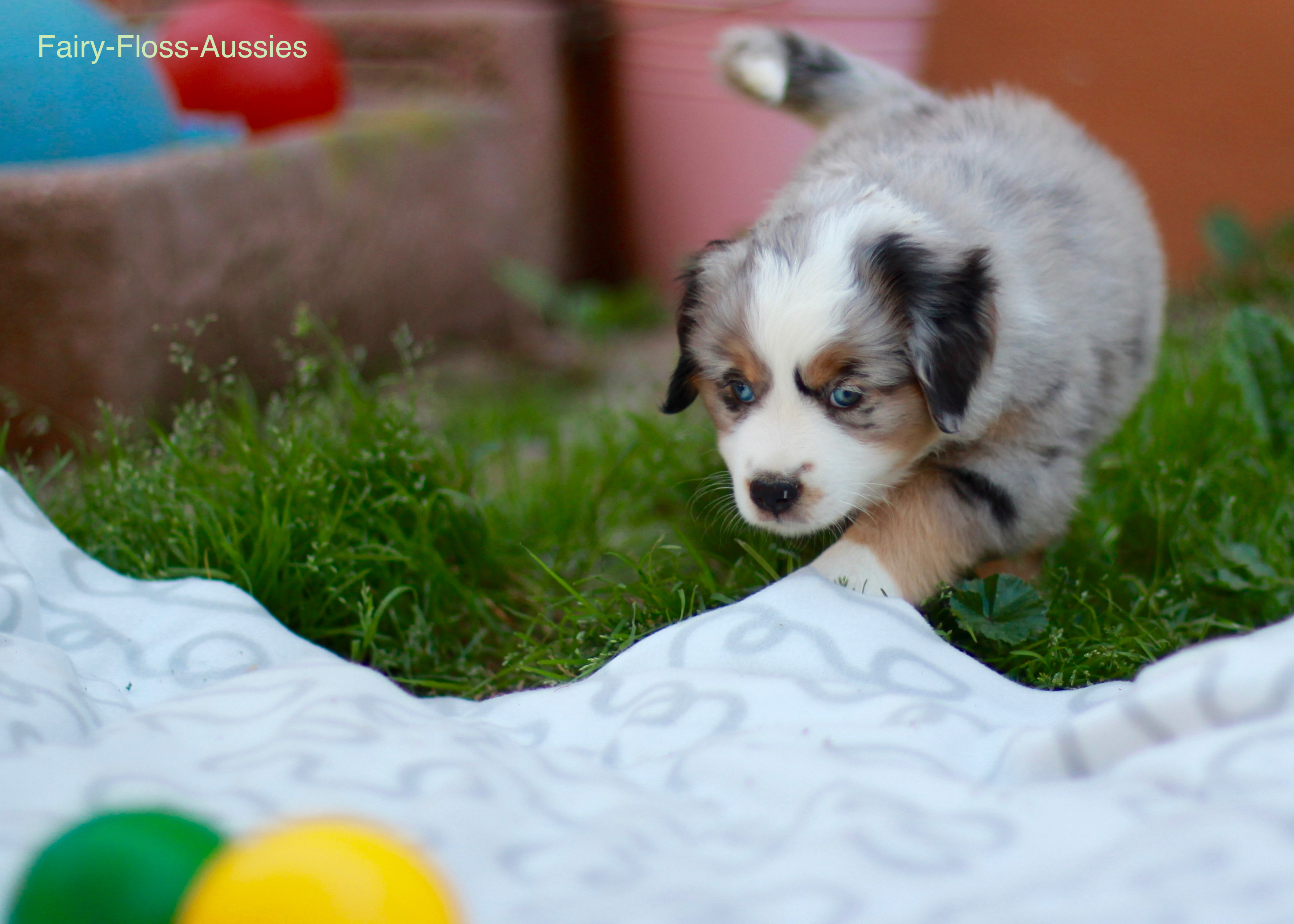 Mini Aussie Welpen - Miniature Australian Shepherd Züchter Mini Aussie Welpen